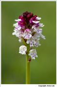 Burnt Orchid - 2